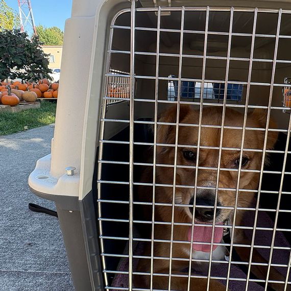Brown dog panting inside a beige travel crate; pumpkins visible in background.