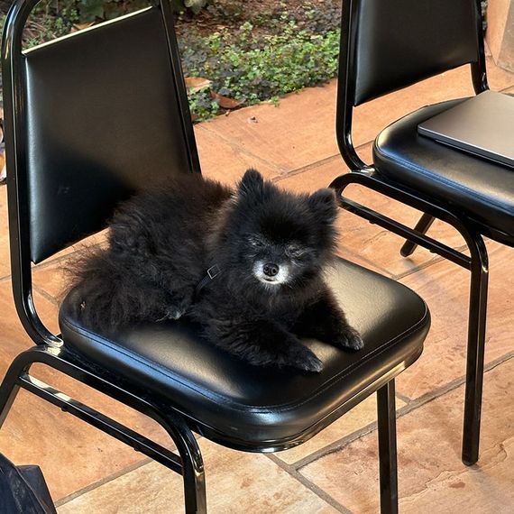 Black Pomeranian dog sitting on a black chair outdoors.