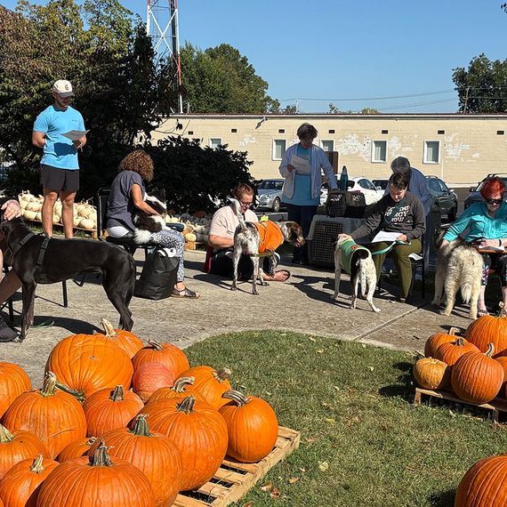 People with dogs and pumpkins in an outdoor fall setting, some petting and reading.