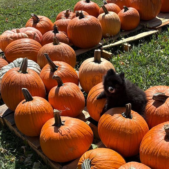 Black kitten nestled in a pile of orange pumpkins on a wooden pallet.