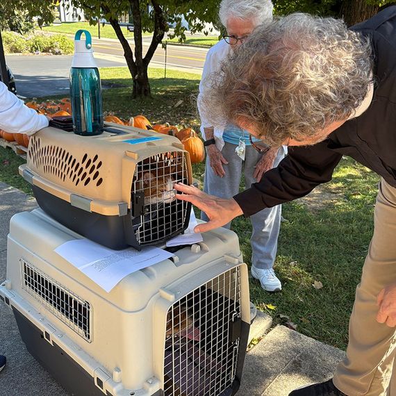 People petting cats in carriers outdoors, with pumpkins in the background.