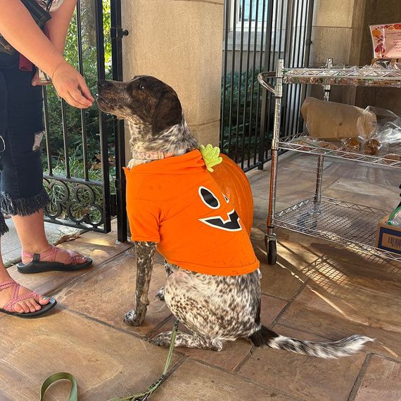 Dog in pumpkin costume gets a treat outdoors.