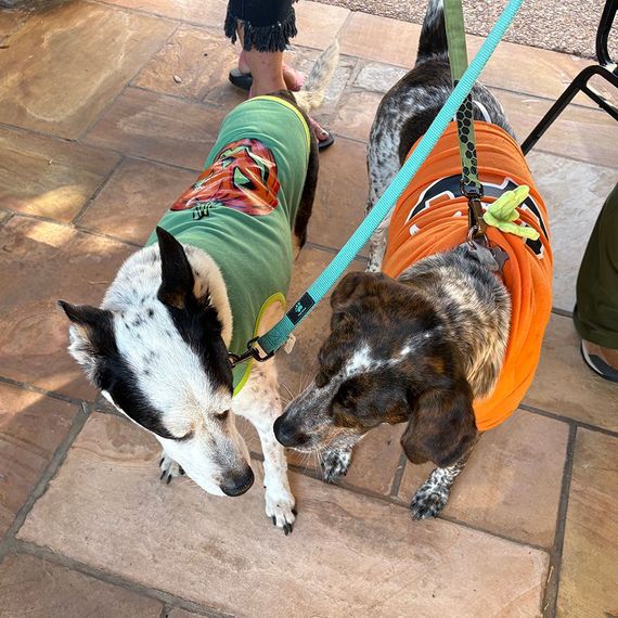 Two dogs in Halloween costumes on a patio, one white/black in a green shirt, other brown/white in an orange pumpkin costume.