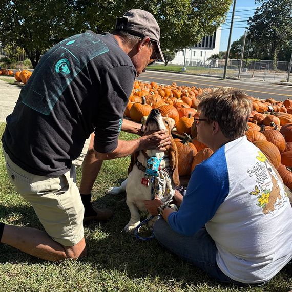 Two people petting a happy basset hound sitting in front of pumpkins on a sunny day.