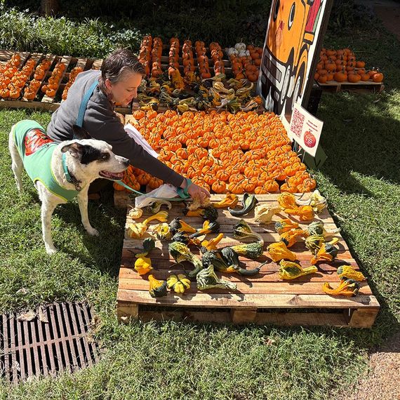 Man and dog at pumpkin patch, selecting gourds. Sunlight, pumpkins, and fall colors.