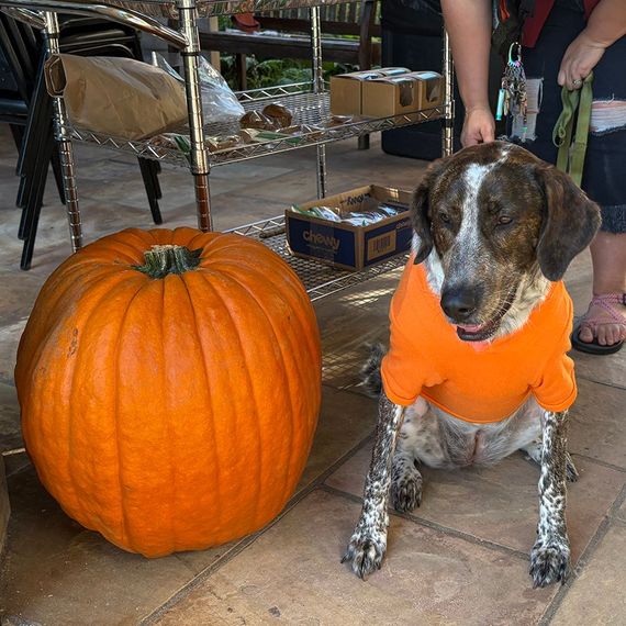 Dog in orange shirt sits beside large pumpkin. Outdoors.