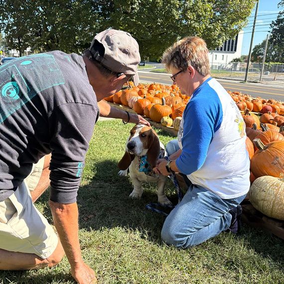 Two people petting a basset hound in a pumpkin patch. Sunny day; pumpkins in background.