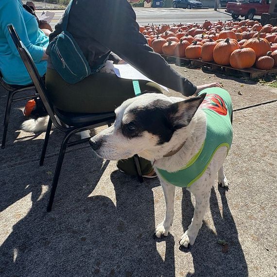 Dog wearing a green vest stands near person sitting in a chair. Pumpkins are in the background.