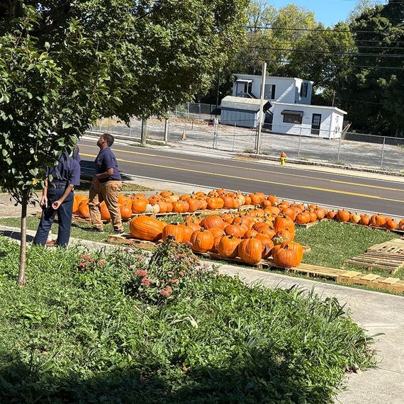 A group of people arranging pumpkins on a grassy patch next to a road.