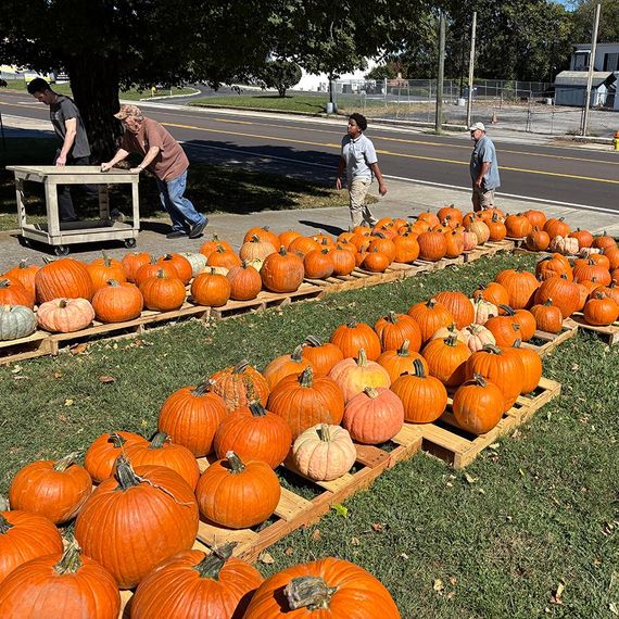 Pumpkins on wooden pallets lined along a sidewalk, people setting up a fall display.