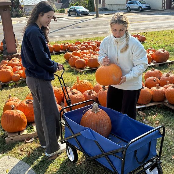 Two people selecting pumpkins at a pumpkin patch, placing them in a blue wagon.