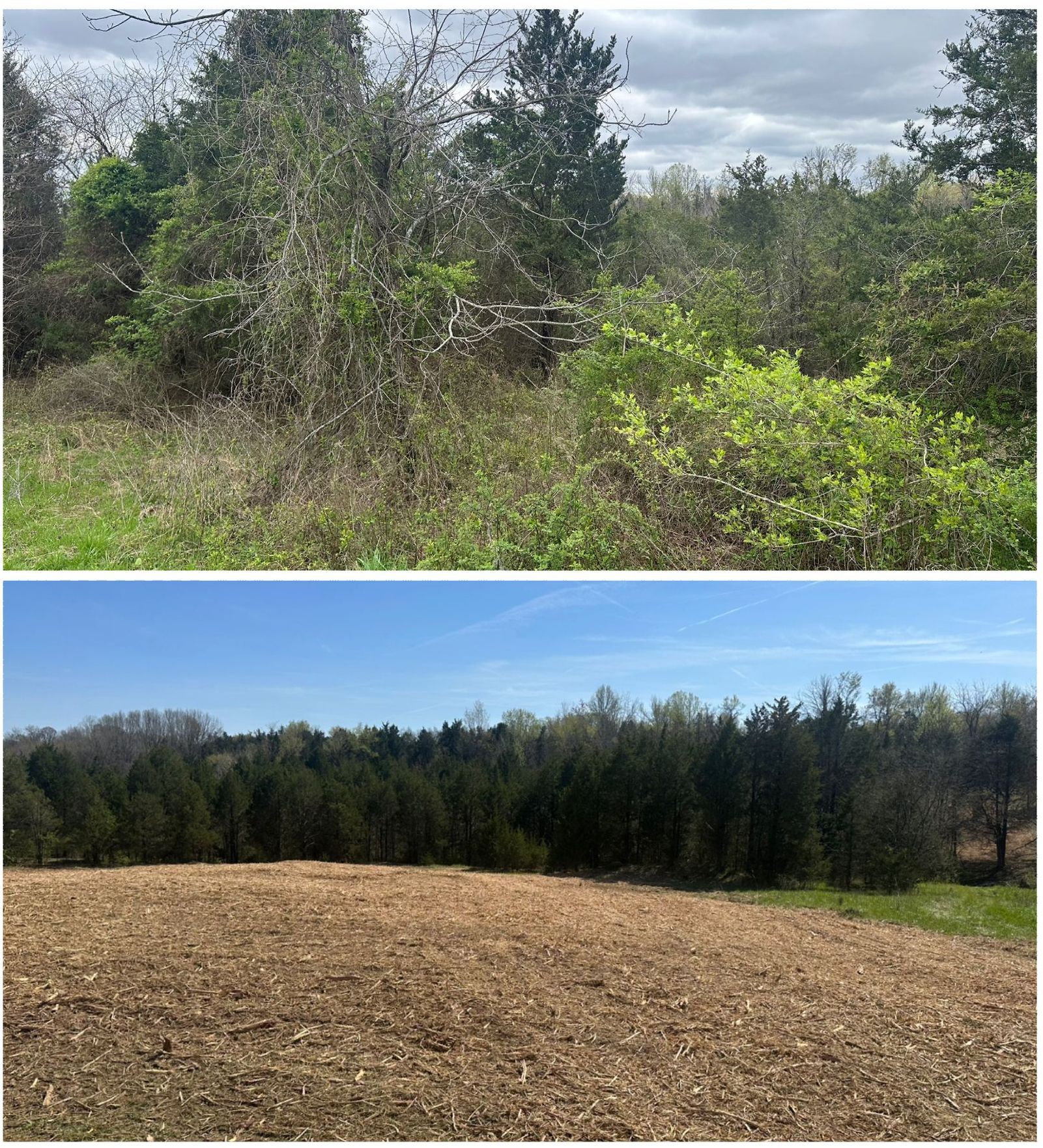 A before and after picture of a field with trees