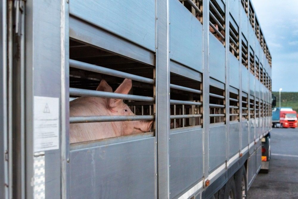 A Pig is Looking Out of the Bars of a Truck — JEC Transport in Winnellie, NT