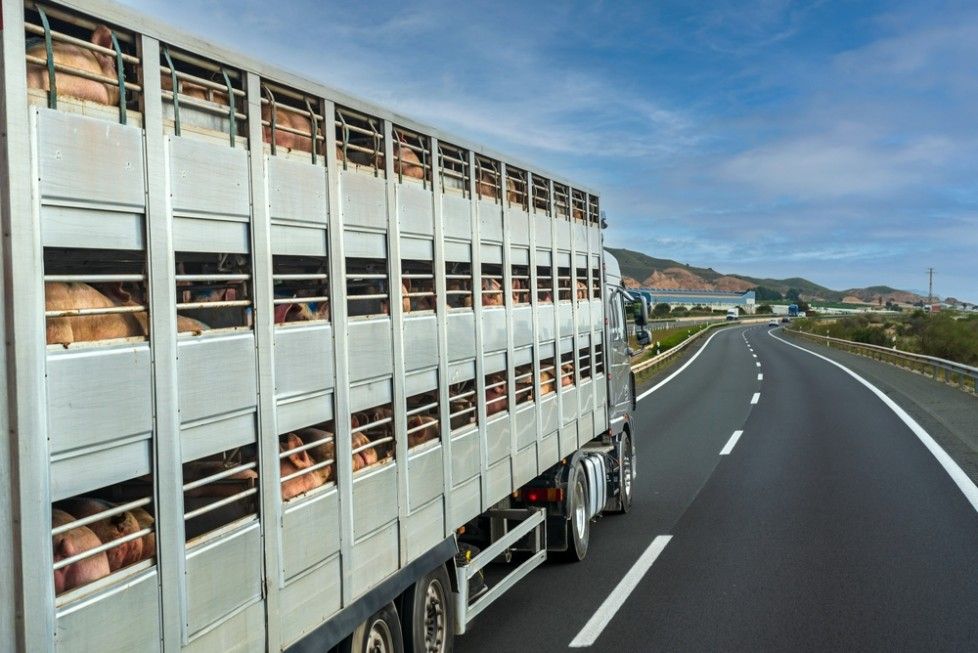 A Truck Filled With Pigs is Driving Down a Highway — JEC Transport in Winnellie, NT