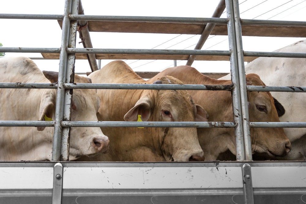 A Group of Cows Are Behind Bars in a Trailer — JEC Transport in Winnellie, NT