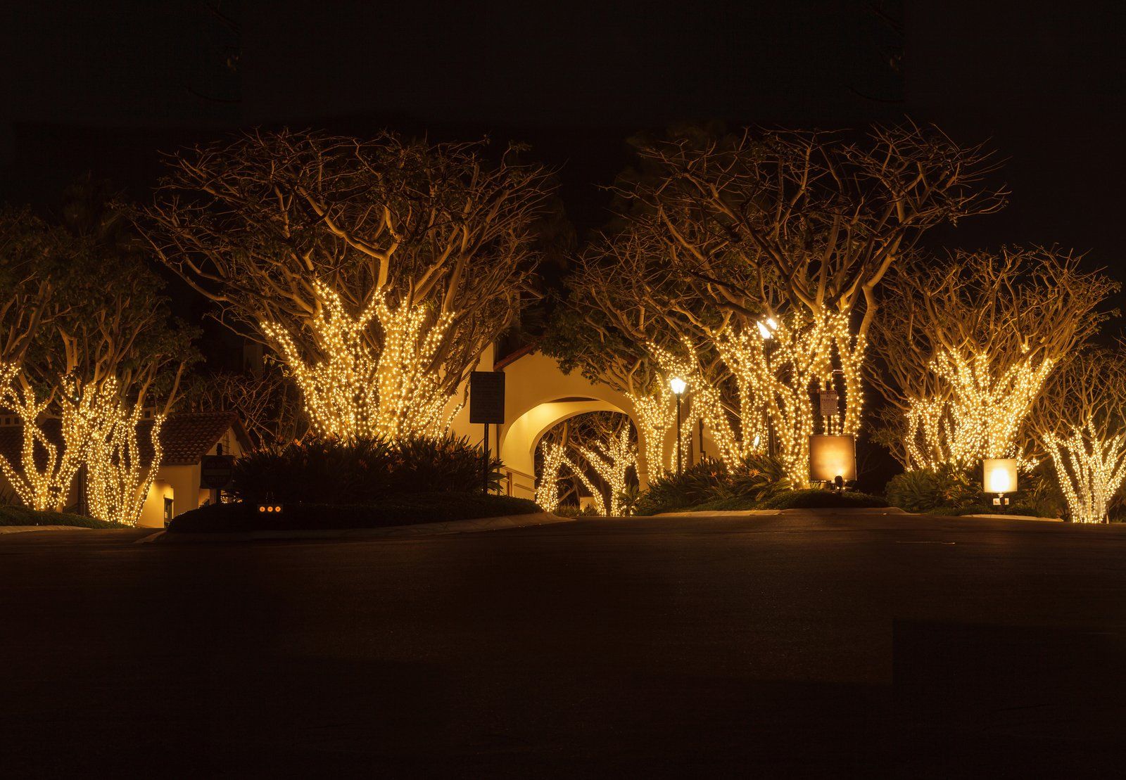 trees with yellow lights