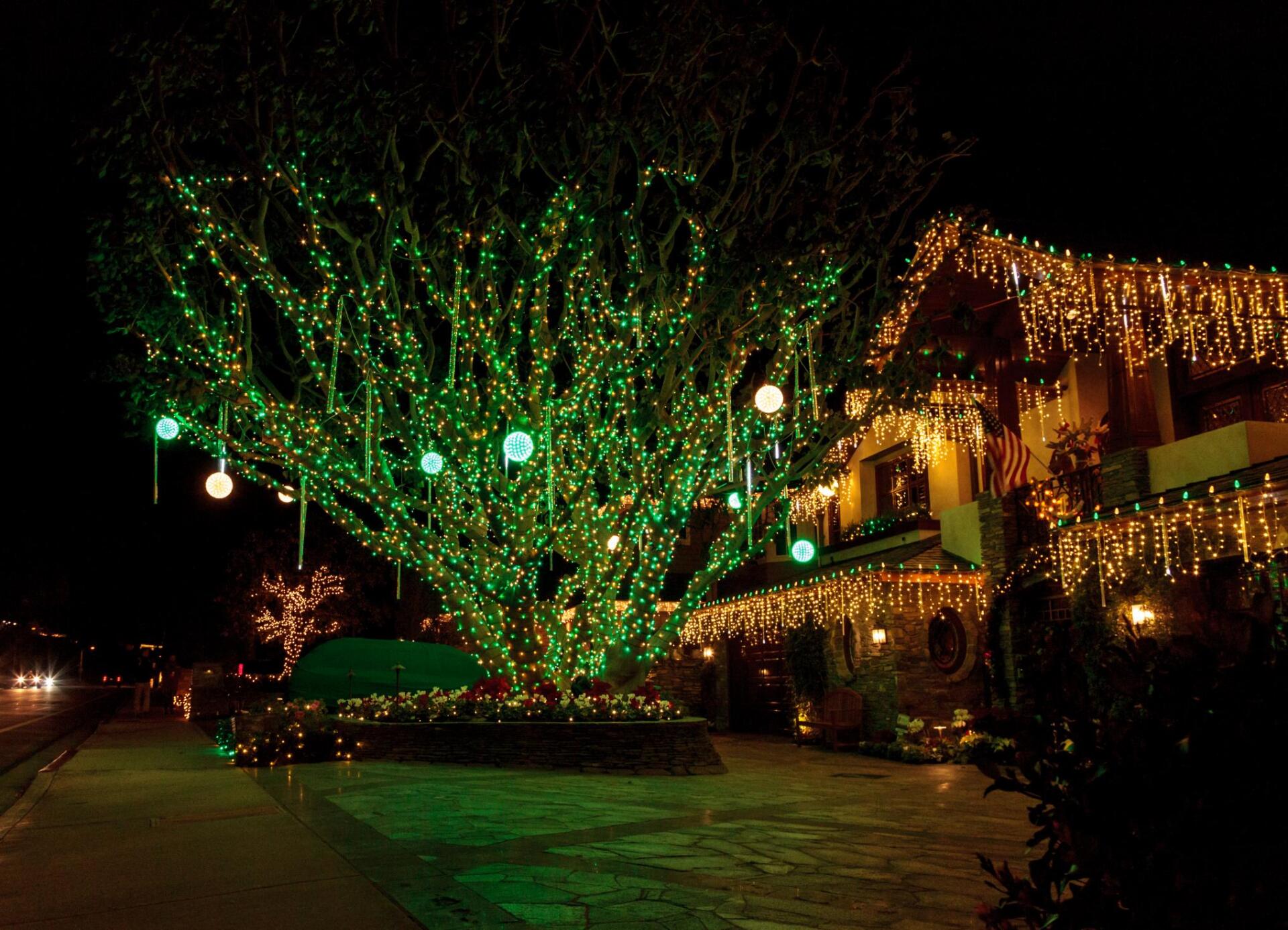 outside trees with christmas lights