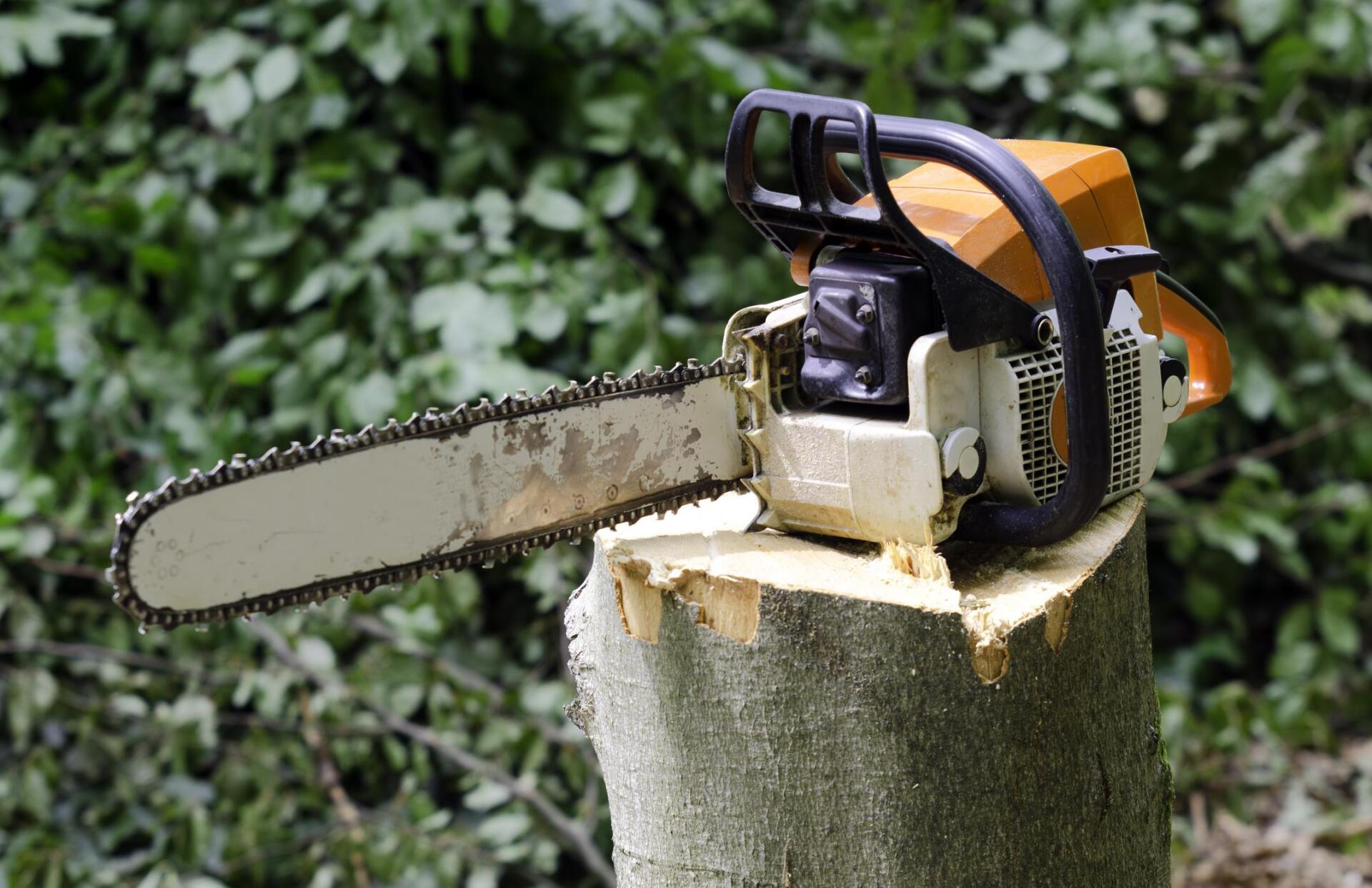 cutting tool above the tree