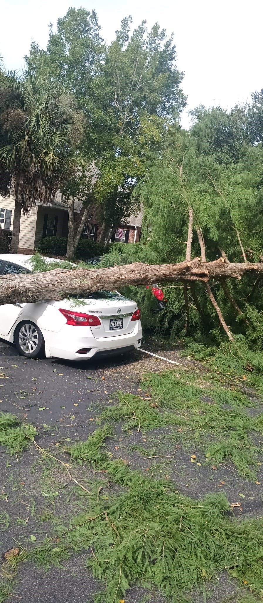 A white car is parked in a driveway next to a tree that has fallen on it.