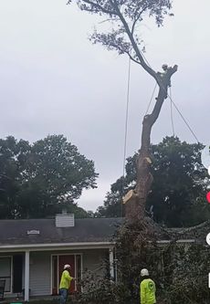 A man is cutting down a tree in front of a house.