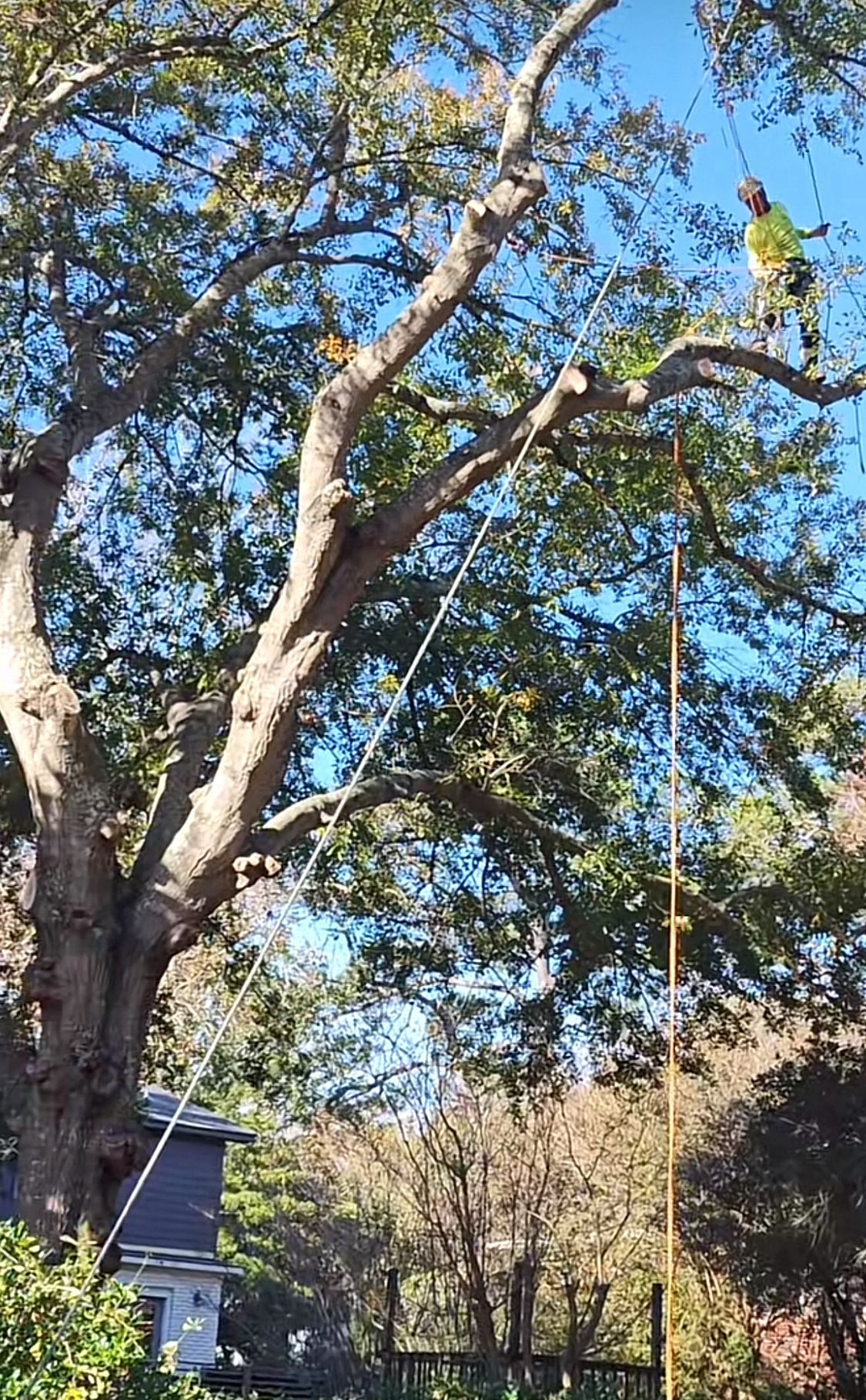 A man is cutting a tree with a chainsaw.