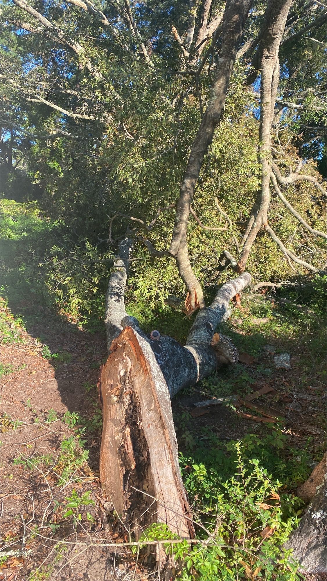 A person is laying on a tree stump in the woods.