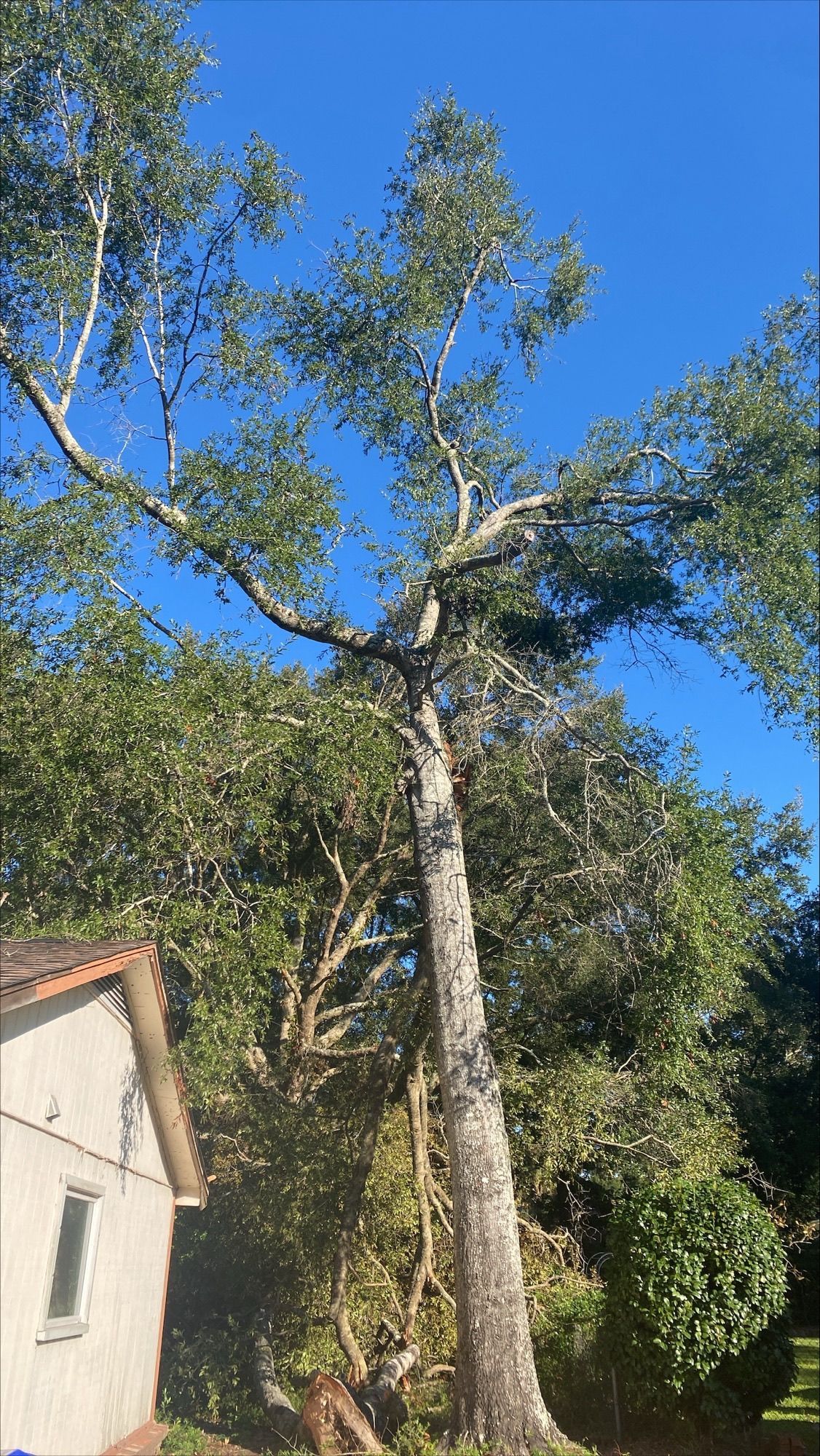 A large tree is sitting in front of a house.