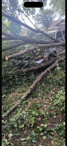 A car is sitting on top of a pile of fallen trees.