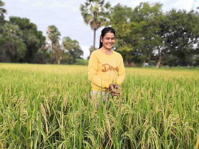A woman is standing in a field of rice.