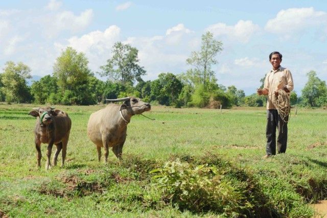 Man standing beside two buffalo in a green field under a clear sky
