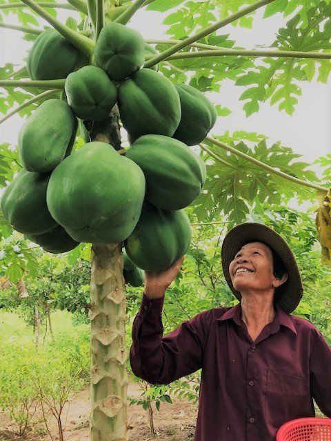 大きく育ったパパイヤとウエンさん