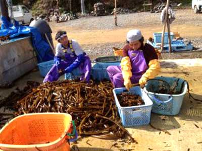 Two women are working on a pile of seaweed.