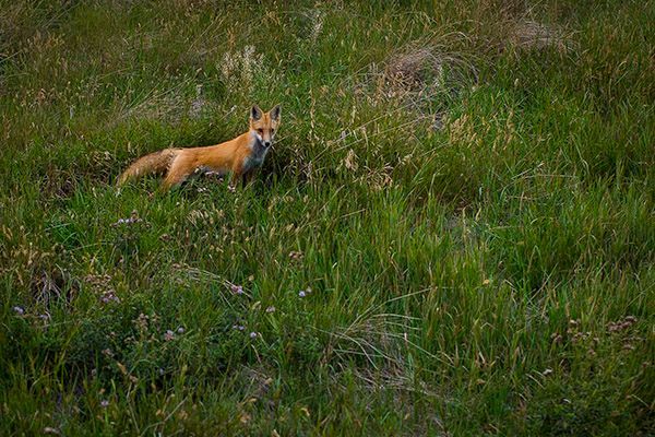 Red fox standing in tall green grass, looking forward.