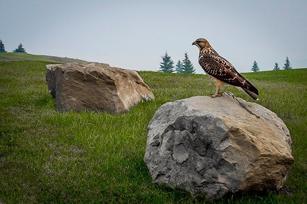 Hawk perched on a large rock in a grassy field, under a cloudy sky.