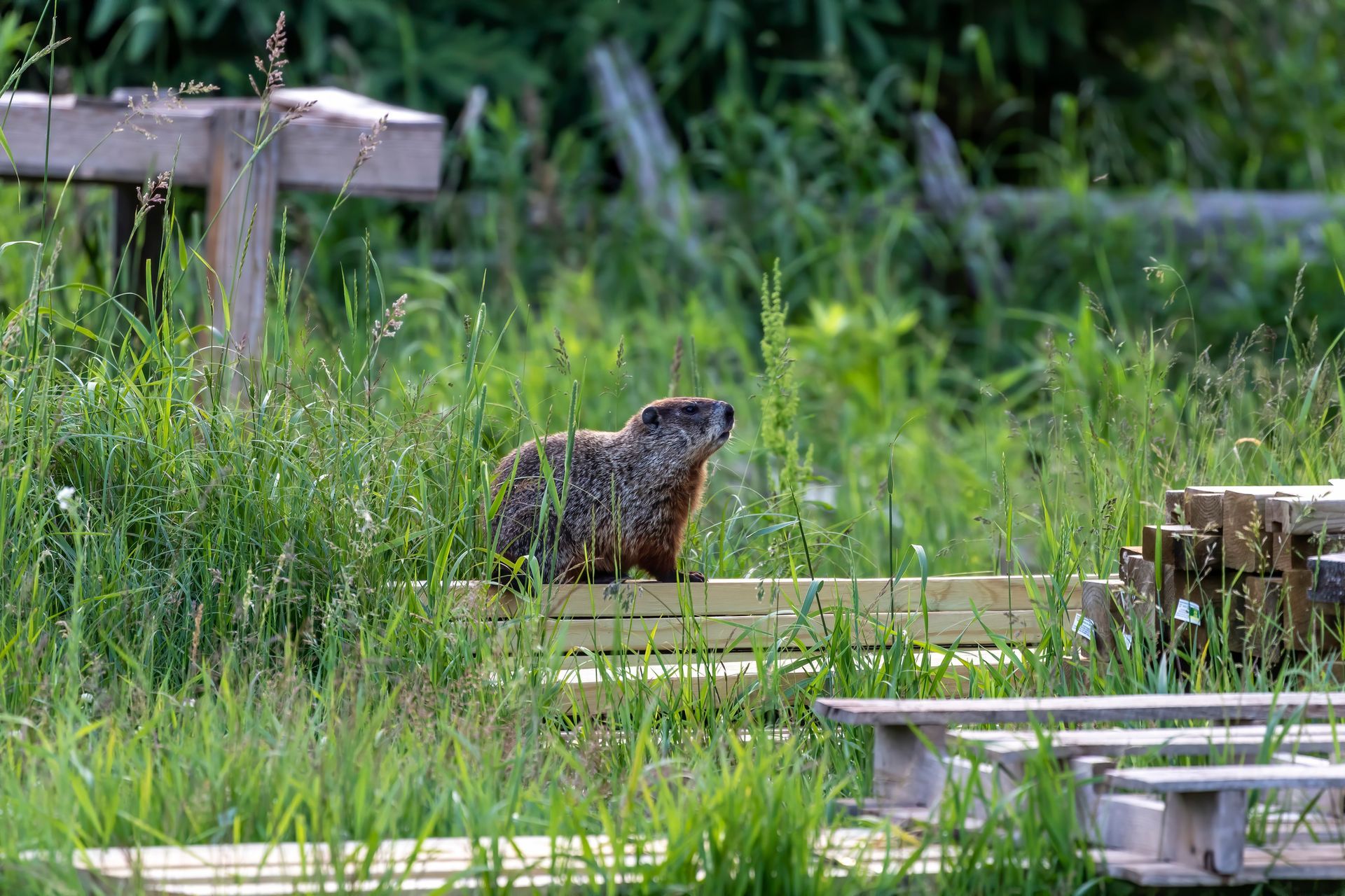 A Groundhog Is Sitting On A Wooden Bench In The Grass – Newburgh, IN - T&G Pest Control