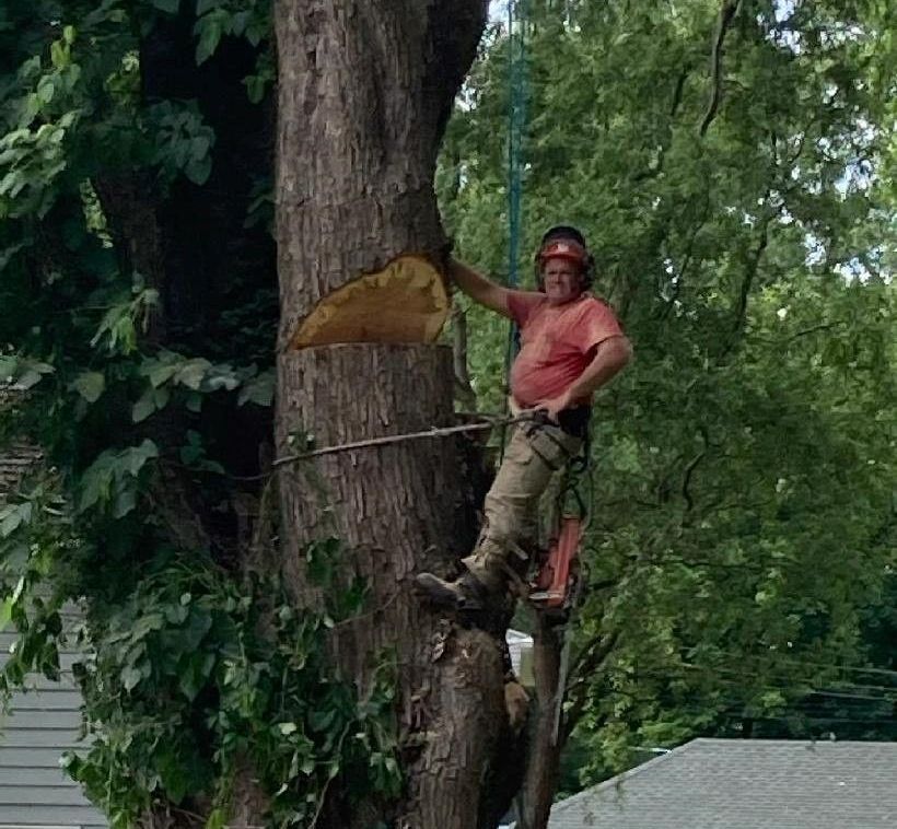 Cutting Diseased Branches With Chainsaw - Spencerport, NY - Evan's Tree Service