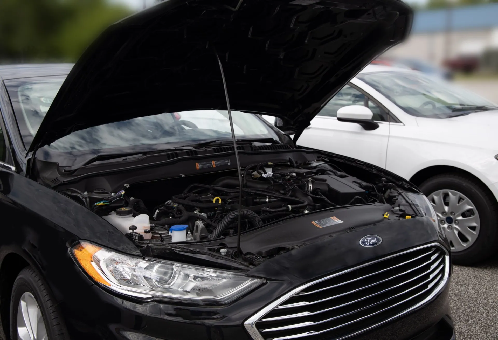 A black ford fusion with its hood open is parked next to a white ford fusion.