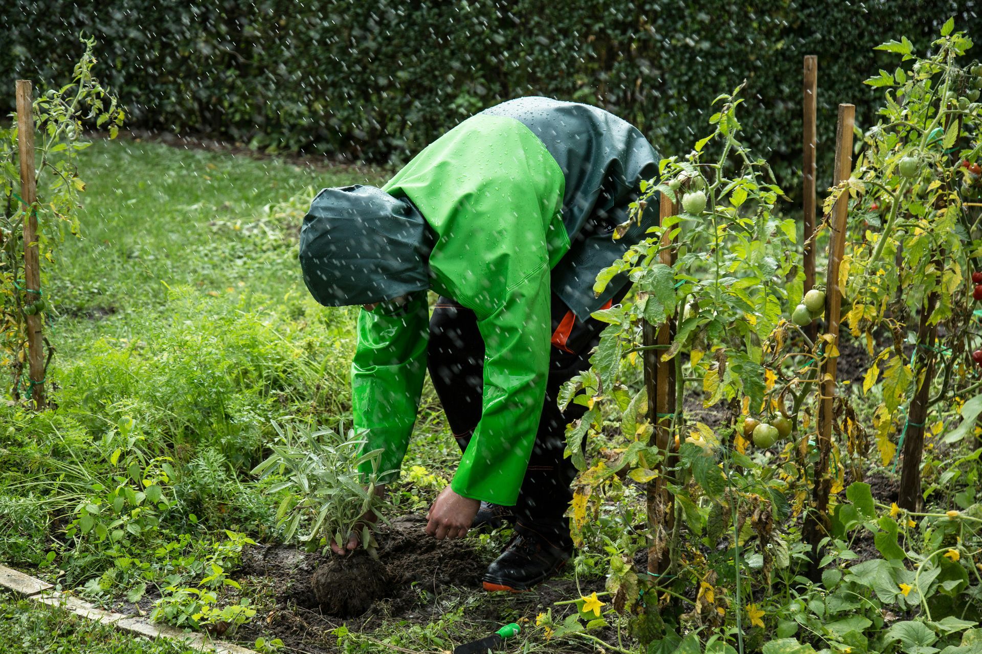 Person in green raincoat tending a garden, bending over plants with a green hedge background.