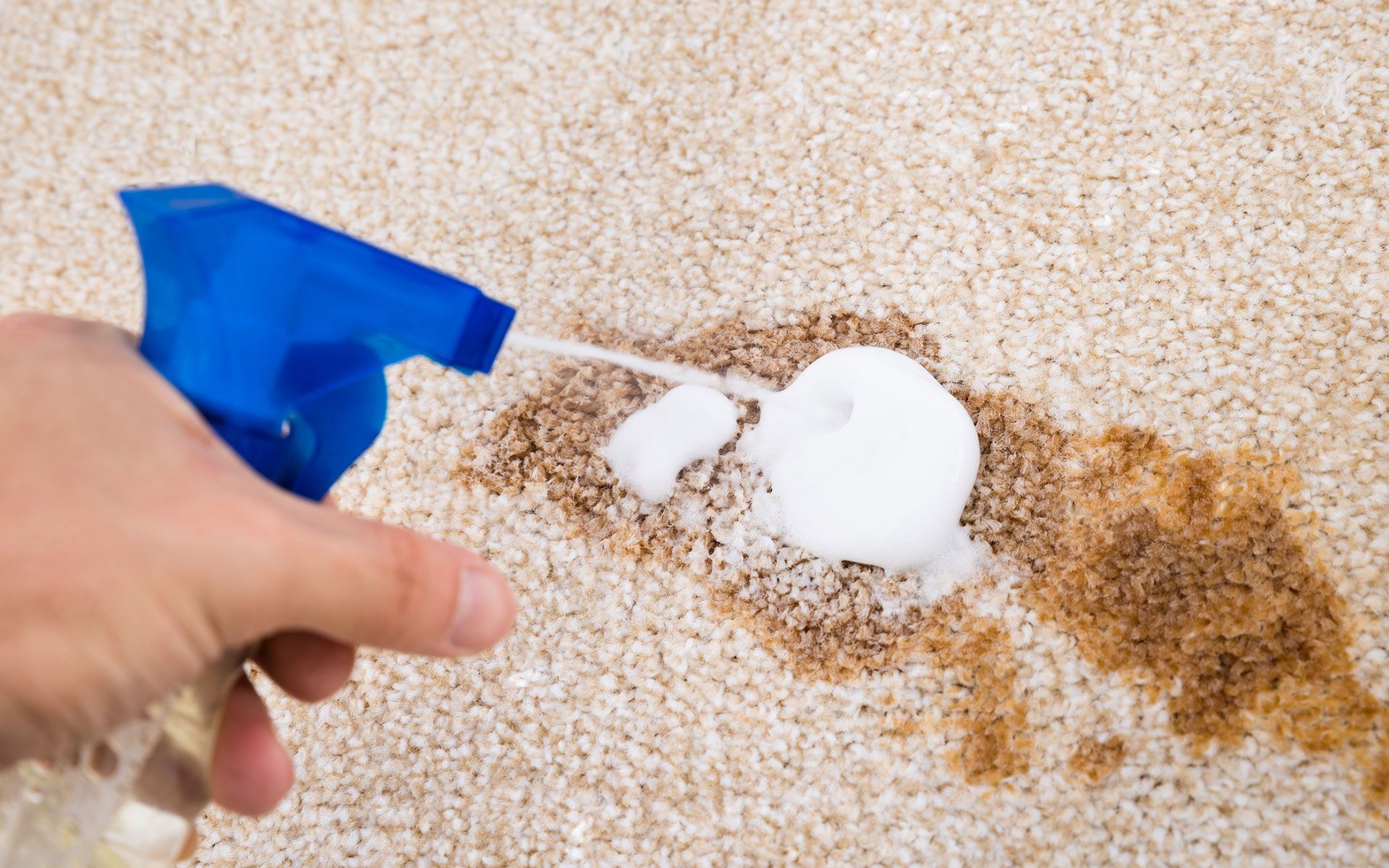 Hand spraying cleaner on a brown stain in beige carpet.