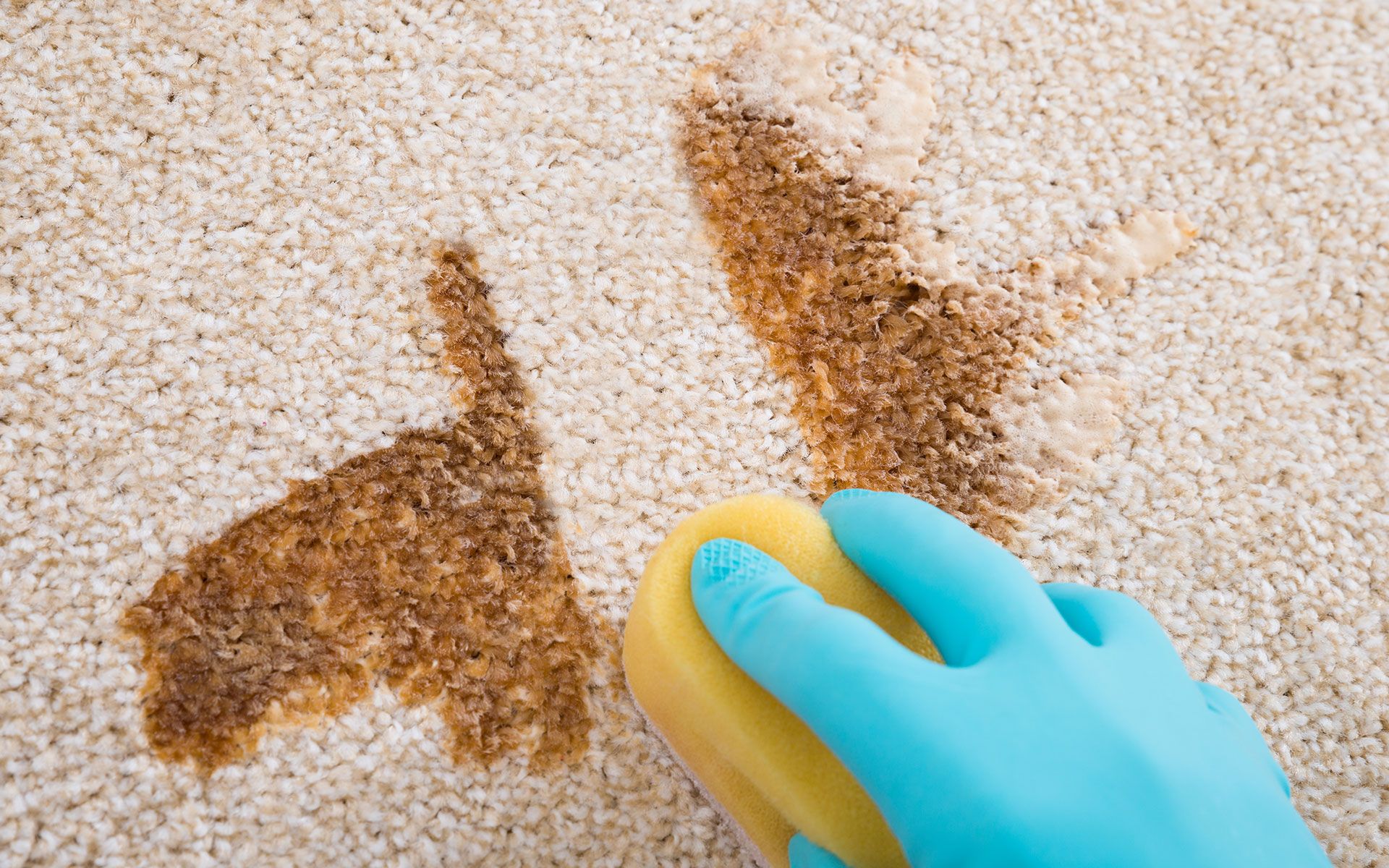 Hand in blue glove scrubbing brown stain on beige carpet with a yellow sponge.