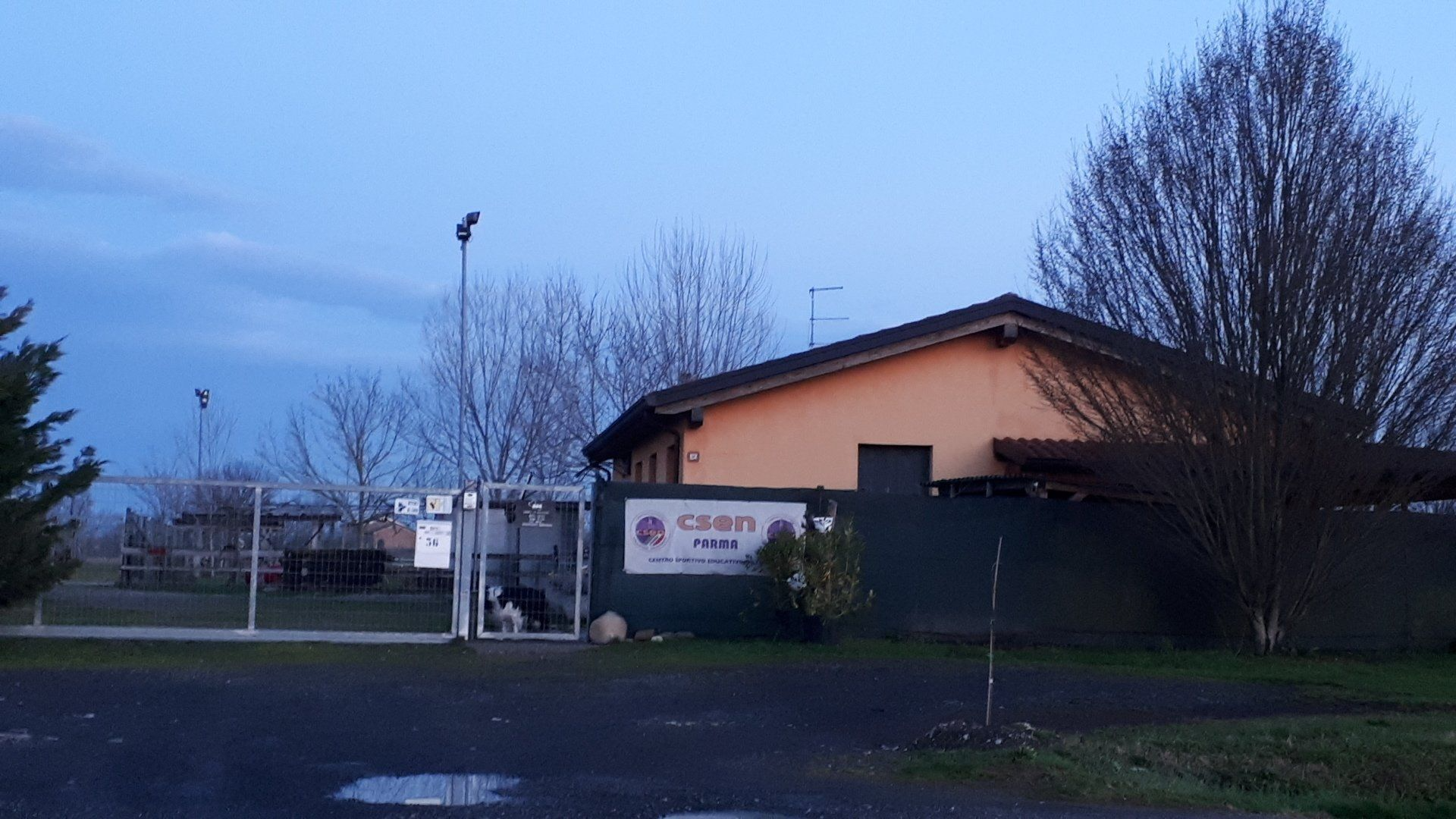 Il gioco di cane e gattino