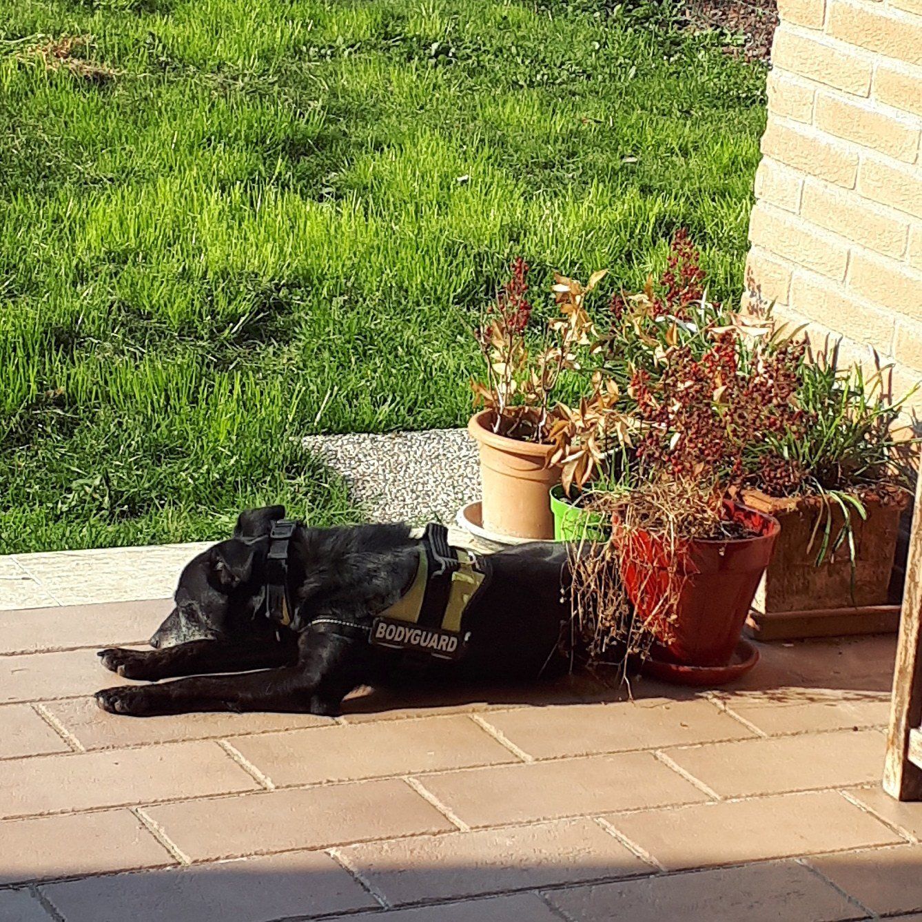 Cani nel recinto della struttura