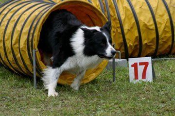 Corso di addestramento cani