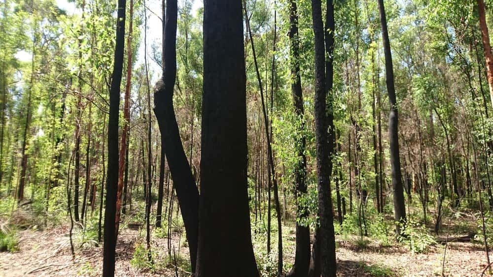 A Forest With Lots Of Trees And A Large Tree In The Middle — CJ Electrical & Solar In Medowie, NSW