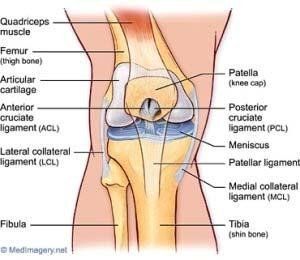 Knee Anatomy — Marietta, GA — Atlanta Osteoarthritis Center LLC