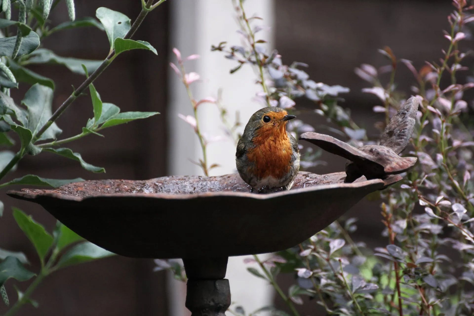 A bird in a birdbath in a garden