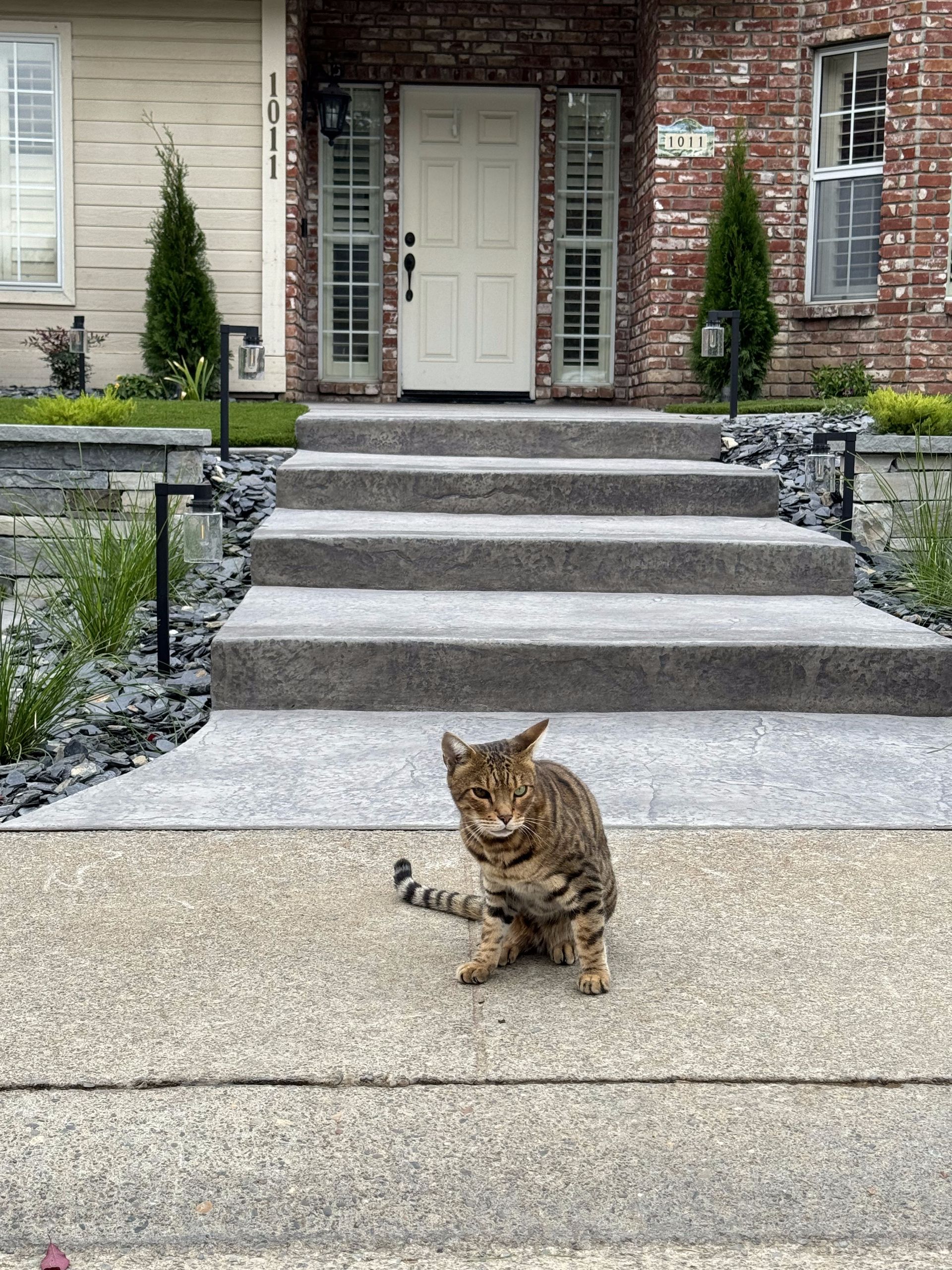 A cat is sitting on the sidewalk in front of a house.