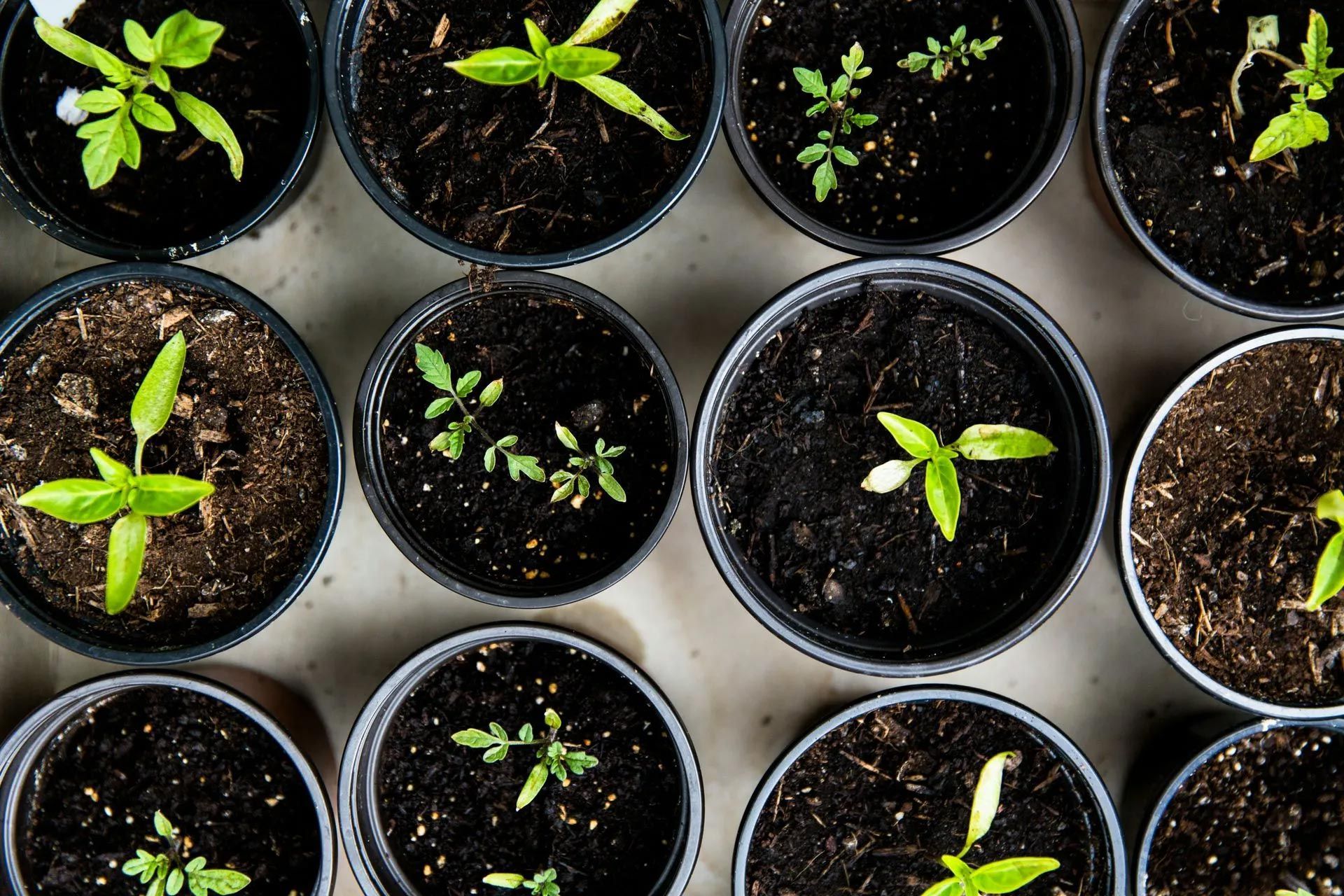 Young green seedlings growing in black pots arranged neatly on a light-colored surface.