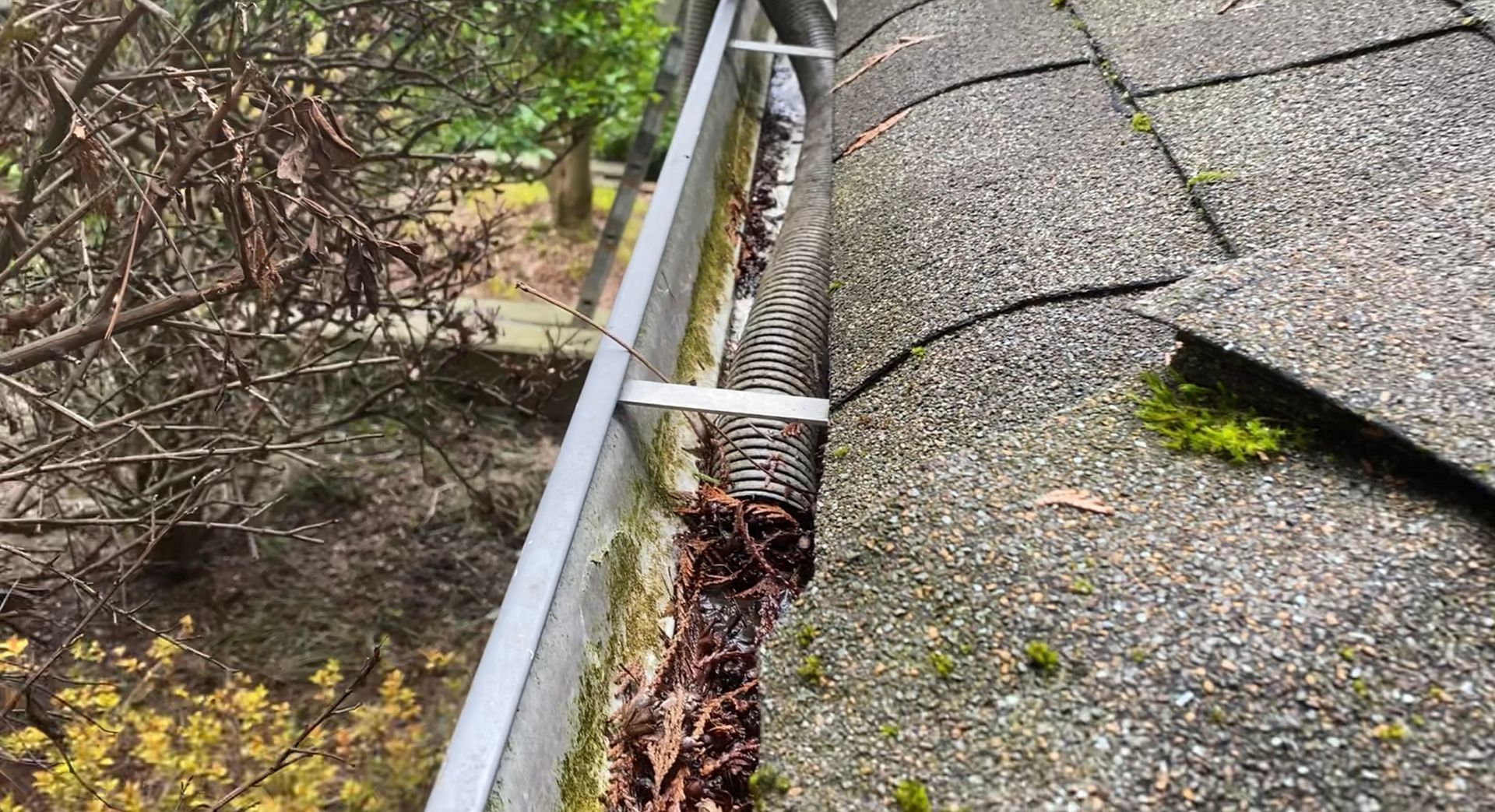 A close up of a gutter on a roof with moss growing on it.