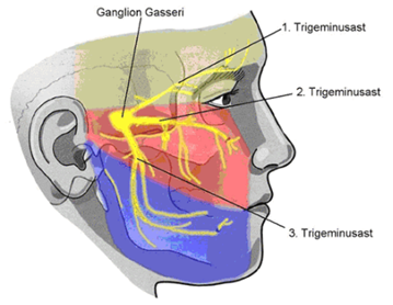 Trigeminusast